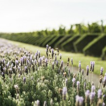 Lavender plantings on all of the perimeters of the Riversun properties