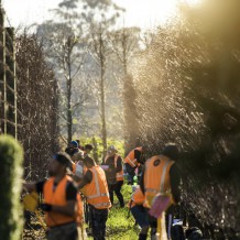Waihuka source block - the team harvesting scionwood