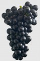 Pinot Noir ENTAV INRA 828 b