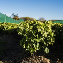 Whatatutu nursery site, vines growing in April