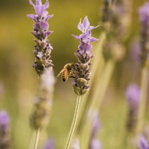 Looking after the bees with 4kms of Lavender hedging across all of Riversun's sites