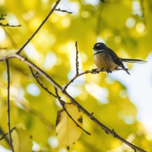 A fantail taking a rest in the source block in Autumn
