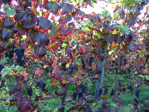 Leafroll red grapes